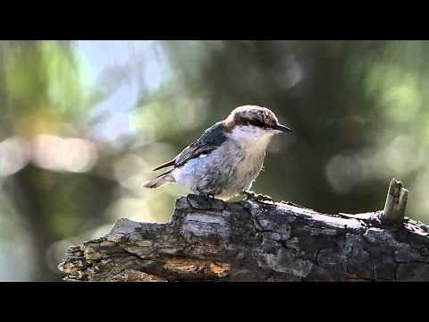 Brown headed Nuthatch
