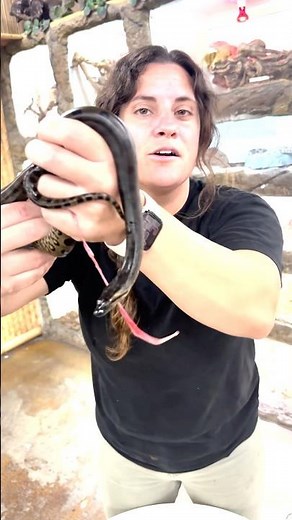 Check out these newborn Green Anacondas that were live birthed today!!! 🐍