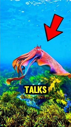 Top 3 Animals With The Strangest Ways Of Communicating