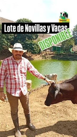 Nelson Caldera on Instagram: "📌 OPORTUNIDAD: Pequeño lote de Novillas entoradas y vacas de Segundo parto. • 6 Vacas paridas con becerro a la pata. Máximo 100 días de lactancia • 6 Novillas preñadas en el último tercio de gestación • Despistaje de aftosa, brucelosis y tuberculosis. • Trato directo con dueño a puerta de corral. 📍 Ubicación: A escasos 20 minutos de Nirgua estado Yaracuy. Contacto: Al privado o desde el enlace de mi perfil Precio: Negociable #ganaderia #ventadeganado #ganadero #ag