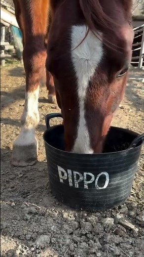 Volunteering on a small equine-focused farm in the Apennine mountains of ITALIA 🐴