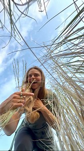 🌾 It’s not just a clump of grass, but a tough foundation for grassland ecosystems! Bluebunch wheatgrass thrives in hot, dry environments due to its incredible adaptations. Its narrow leaves sometimes curl or roll to reduce water loss, and because they’re shaped like little funnels, they help guide raindrops toward its roots. Their roots can grow to be 2m deep and therefore can draw moisture from deep below the soil surface. Bluebunch wheatgrass supports entire grassland ecosystems by stabilizin