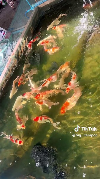 เพาะไม่มีพัก✌️✌️❤️ #คราฟจักรพรรดิ์ #วัยรุ่นปลาคราฟ☺️☺️ #ปลาคราฟบ่อดิน😊