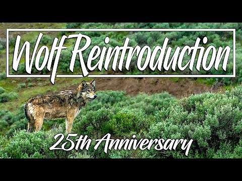 25th Anniversary of Wolf Reintroduction | Yellowstone National Park