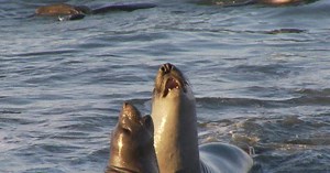 Nature: Seals at San Simeon