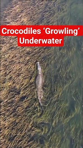Mysterious Sounds from the Riverbed: Crocodiles ‘Growling’ Underwate #CrocodileGrowl#UnderwaterSound