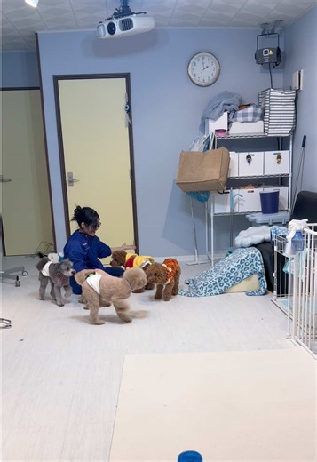 香川県のトリミングサロンとペットホテル