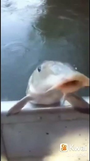 meme do peixe falando será