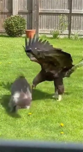 Eagle Attacks Cat — Caught On Camera #shorts #viral