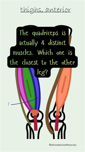 Which muscle is this? #anatomy #quiz #shorts