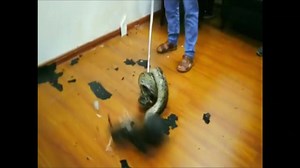 10K views · 77 reactions | Maybe the snake wanted to open a new...