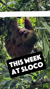 This week, Deily led the updates on our projects: we counted sloths using both our eyes and a drone, removed an old bridge, and spotted sloths! #project #sloth #conservation | The Sloth Conservation Foundation