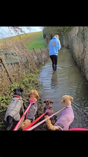 I do KNOW its not possible, but once I got the image in my head that was it 🤣🤣🤣 🐊 Didn't trust that murky water | Dinky Doghouse