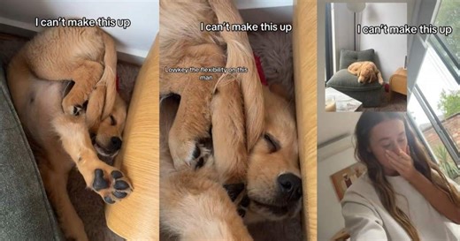 Golden Retriever Falls off Chair While Asleep but Doesn’t Wake Up