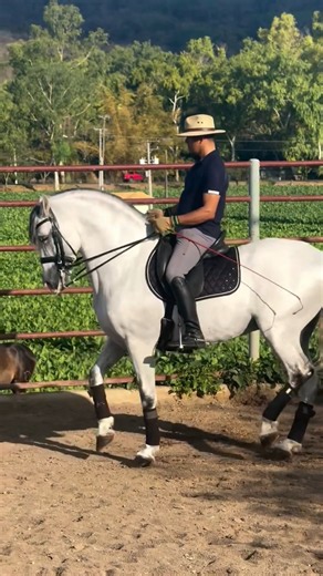 Andalusian Horse