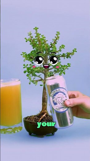 What's Bonsai Bar?