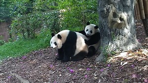 The panda baby is the mini version of its mom, who has gathered all the cute elements. (Xiang Bing & Xiang Shan) #HiPanda #ChengduPandaBase Sweet memories of panda baby and mom, please check out: https://t.hk.uy/bBwP | iPanda