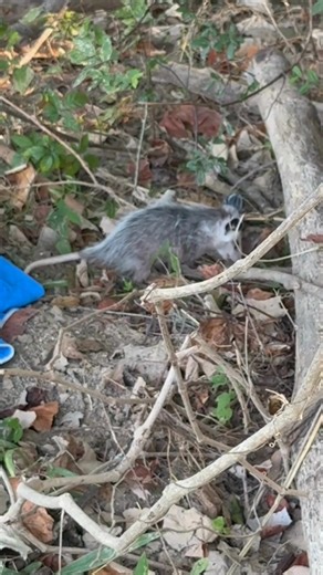 10K views · 643 reactions | After being rehabilitated at WRR, the opossum in this video was able to be released exactly where she is meant to be: in the wild. Though she appears young, due to her size, opossums of this size and age have left the care of their mother and are fully independent.  #WRRTX #WildlifeRescueandRehabilitation #WildlifeRescue #WRR #Kendalia #AnimalSanctuary | Wildlife Rescue & Rehabilitation, Inc. | Facebook