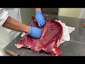 プロのイノシシの解体 枝抜き編 その１