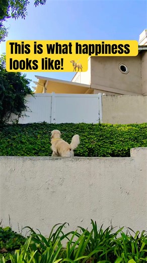 Destiny-I wish we could all be this free #goldenretriever #ghost