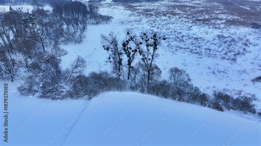Aerial winter forest Mistletoe parasite tree Poland 1. Northern Poland. Winter season, snow and frost along roads, trails and trees. Path recreation agriculture landscape. Rural farms.