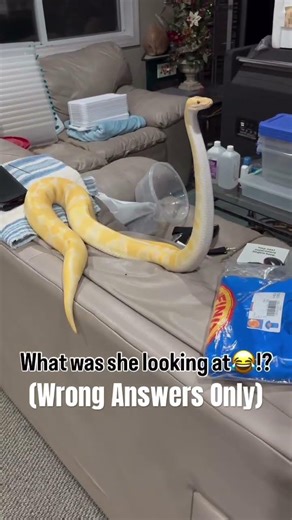 What’s my Ball Python looking at!? Wrong Answers Only😂🐍