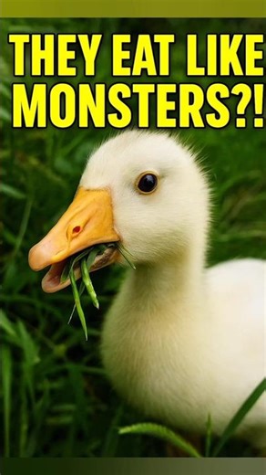 They Eat Like MONSTERS?! #funnyanimals #gooseinvasion