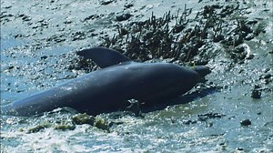 Nature - Dolphins Beach Themselves to Catch Fish - Twin Cities PBS