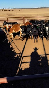 17K views · 45 reactions | ROPING CATTLE SALE SATURDAY , FEBRUARY 1st Sale starts at 10 A.M. Cows, Used Cattle, Fresh Ropers & Potentials #RopingCattleHQ - 254/386-3185 | Hamilton Commission Company | Facebook