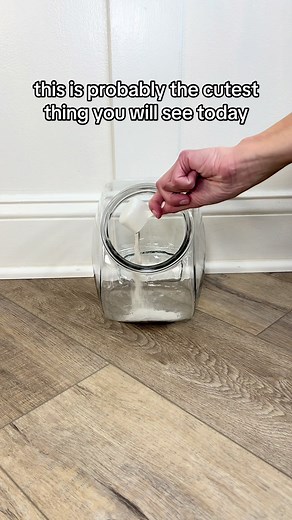 Chinchilla Dust Bath: Essential Routine and Benefits