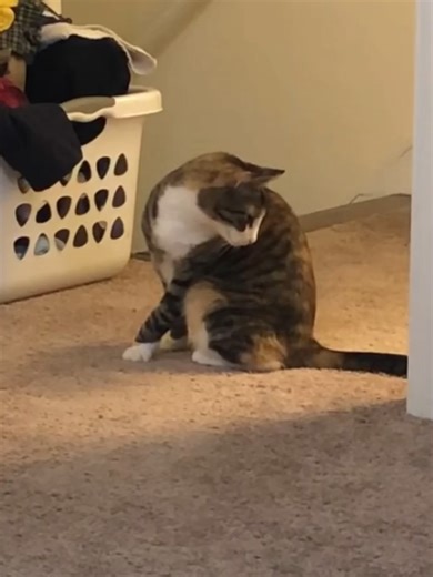 Ranking the Dumbest Cats: Fascinating Feline Facts