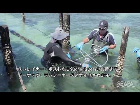 SEAPA シングルシード牡蠣養殖・ケーブルの準備・設置方法 / 干潟ロングライン