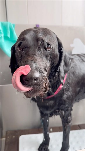 Labradoodle Regular Groom 🐶✂️ Clean & Fresh