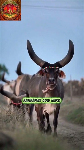 kankarej cow herd run to farm | aggressive kankarej cow herd#short#viral#cow#trending#gay