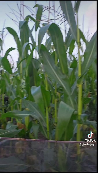 Crow Hunting Tips for Young Hunters