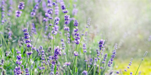 I stopped buying plants – here's how I propagate lavender for free