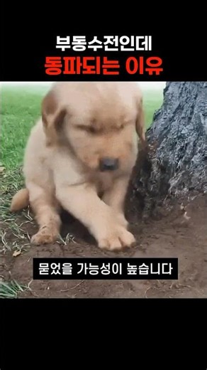 부동수전도 얼어 터진다?