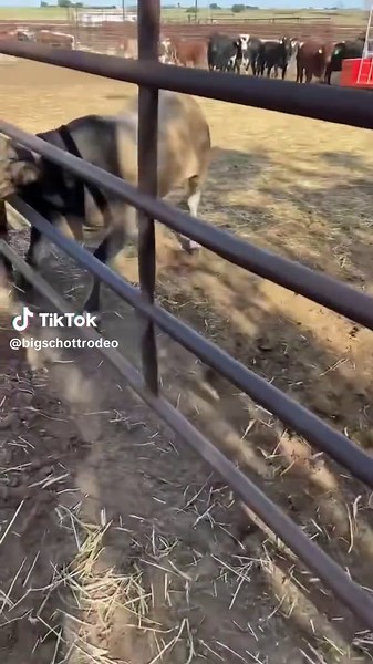 Understanding Bull Behavior in Rodeos