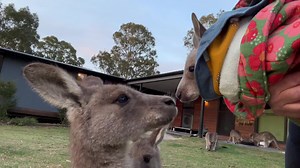Egan meeting Finn (left) and Gino. We like to ensure the little ones get time to watch and meet the big ones. Helps them realise that just because they’re with us humans, doesn’t mean they’re no longer kangaroos ❤️🦘 #wrsc | Kanku's Kangaroo Sanctuary - formally Wild2Free Inc