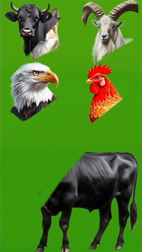 Epic Bull Transformation 🐂✨ | 4 Animal Heads VFX Fusion 🔥 #cow #animation#funny #viral