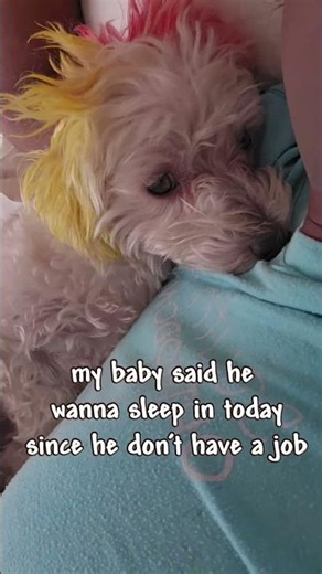 My dog won't let me leave for work #maltipoo #puppylove #cute #dogs #fyp