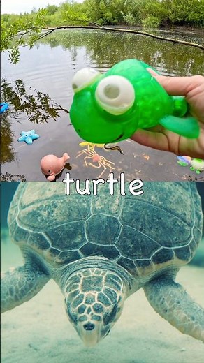 Kids Learn | Sea Animal Names at the Pond: Marine Iguana Japanese Spider Crab Eel Turtle Blue Shark