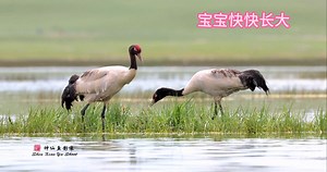 sweet family of Black-necked Cranes (黑颈鹤,Grus nigricollis). They are under top-class state protection in #China. Estimated population in #Tibet autonomous region is 10,000 . ❤️❤️❤️ #Chinese #nature #birds #wildlife #travel #peace #beauty #beautiful #love | Lin hillside