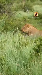 Part 1 Join our group Animal world | Animal world