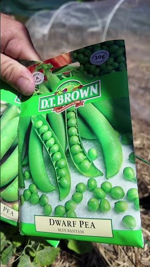 Why Your Peas Aren’t Growing (Do This Instead) #homestead #peas #gardening #gardeningtips
