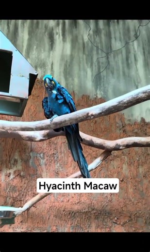 Hyacinth Macaw Dancing