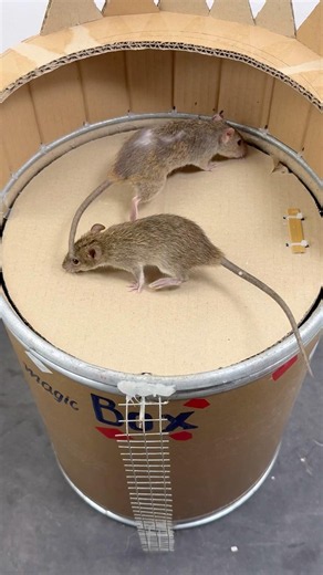 The Ultimate Low-Cost Bucket Mouse Trap #rat