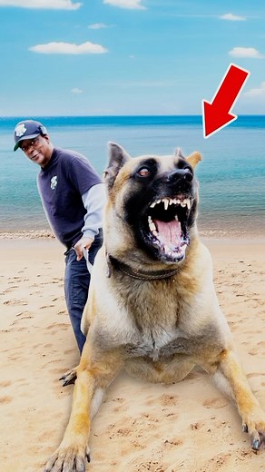 Our new episode is out! It talks about the importance of obedience and/or protection training with master trainer Louis Williams of @blackmask_k9 this one will be SPICEY!! @all_world_doberman_club @all_worlddoberman_club | European Doberman Stud