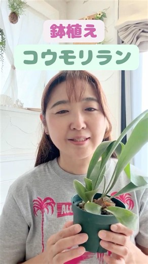 鉢植えコウモリラン#shorts #植物 #コウモリラン#ハワイ #花 #鉢植え
