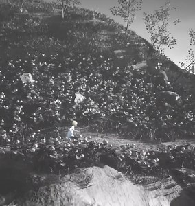 54K views · 825 reactions | Bramble The Mountain King Gameplay (Part 2) | Taslima Yous | Facebook